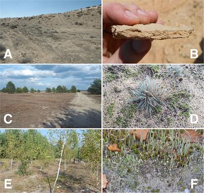 Editorial: Ecological Development and Functioning of Biological Soil Crusts After Natural and Human Disturbances